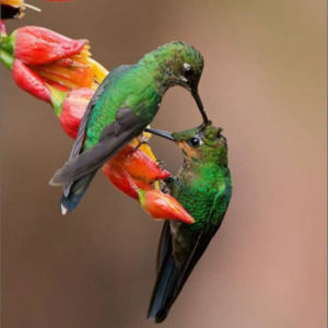 Meet your Posher, Posh